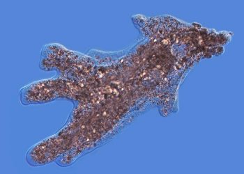 curiosidades-celula-ameba-proteus-septiembre-2019
