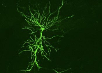 curiosidades-celula-piramidal-mayo-2020