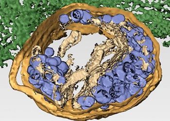 curiosidades-celula-tridimensional-infectada-por-reovirus-mayo-2020