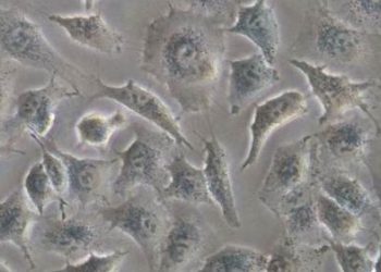 Científicos del CSIC utilizan células vivas como ‘plantillas’ para buscar moléculas bioactivas