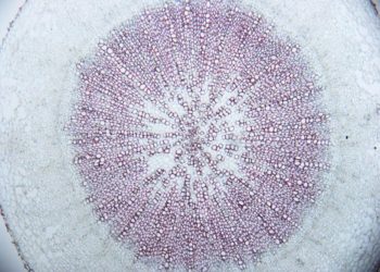 curiosidades-celulas-de-la-madera-noviembre-2019