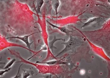 curiosidades-celulas-madre-cardiacas-mayo-2019