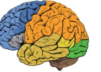 curiosidades-cerebro-febrero-2020-