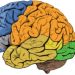 curiosidades-cerebro-febrero-2020-