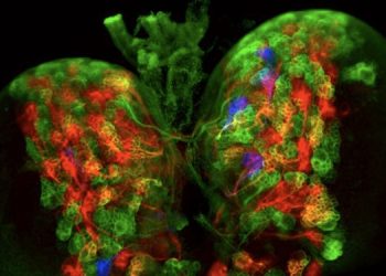 Una nueva técnica genética permite programar células madre del cerebro