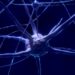 curiosidades-cerebro-neurona-marzo-2019