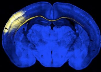 curiosidades-cerebro-octubre-2019