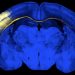 curiosidades-cerebro-octubre-2019