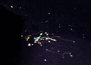 curiosidades-cerebro-septiembre-2019