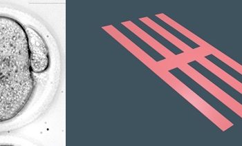 Científicos del CSIC fabrican chips que son inyectados en óvulos para medir las primeras fases del desarrollo