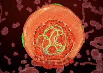 curiosidades-ciclo-de-viida-hepatitis-c-agosto-2019