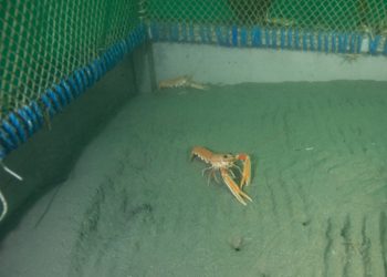 Investigadores del CSIC estudian el comportamiento de la cigala a través de un observatorio submarino