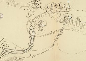 curiosidades-circuito-sensorial-de-la-vista-por-ramon-y-cajal-octubre-2019