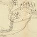 curiosidades-circuito-sensorial-de-la-vista-por-ramon-y-cajal-octubre-2019