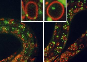 curiosidades-claves-sobre-interrruptores-del-genoma-mayo-2019