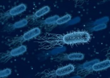 Descubierto un nuevo mecanismo de defensa celular frente a infecciones víricas y bacterianas