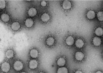 curiosidades-coronavirus-marzo-2020