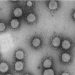 curiosidades-coronavirus-marzo-2020