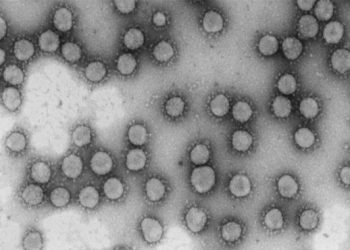 curiosidades-coronavirus-marzo-2020