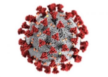 El CSIC se suma a un consorcio internacional para desentrañar la estructura más interna del SARS-CoV-2