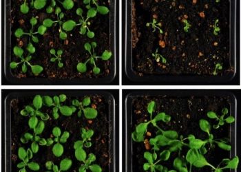 curiosidades-crecimiento-de-las-plantas-en-funcion-de-la-temperatura-ambiental-junio-2019