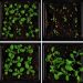 curiosidades-crecimiento-de-las-plantas-en-funcion-de-la-temperatura-ambiental-junio-2019