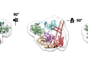 curiosidades-degradacion-proteinas-elasticidad-abril-2019