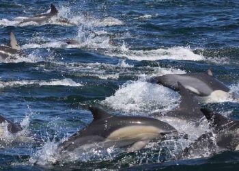 curiosidades-delfines-plastico-mayo-2019