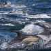 curiosidades-delfines-plastico-mayo-2019