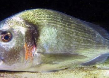 curiosidades-dorada-diciembre-2019