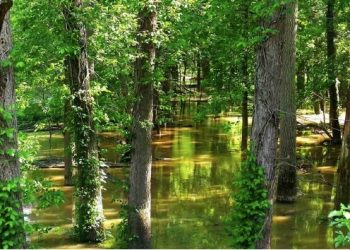 curiosidades-ecosistemas-sostenibles-abril-2019