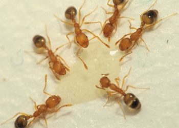 Las hormigas faraón inspiran un algoritmo aplicable en la búsqueda de fármacos y la optimización logística