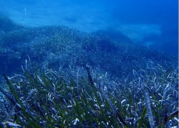 curiosidades-enero-2020