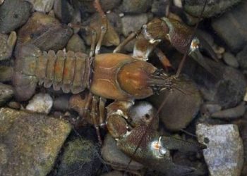 curiosidades-especies-cangrejo-invasoras-agosto-2019