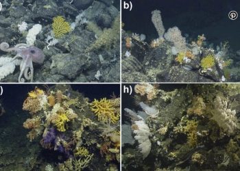 Descubren 30 nuevas especies de aguas profundas en las Galápagos