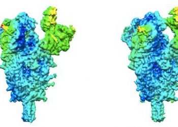 Un estudio del CSIC identifica claves de la flexibilidad de la proteína que facilita el acceso del SARS-CoV-2 a las células