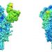 Un estudio del CSIC identifica claves de la flexibilidad de la proteína que facilita el acceso del SARS-CoV-2 a las células