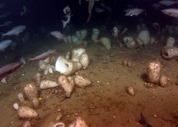 curiosidades-esponjas-marinas-agosto-2019