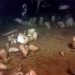 curiosidades-esponjas-marinas-agosto-2019