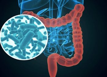 La dieta durante el embarazo afecta a la microbiota y el desarrollo de los bebés en los primeros meses de vida