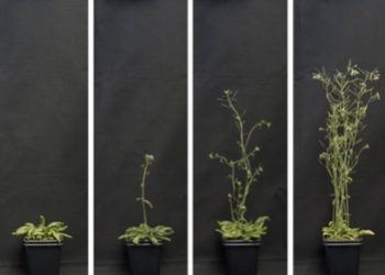 Científicos del CSIC desarrollan estrategias de regulación génica en plantas con las que controlar la floración