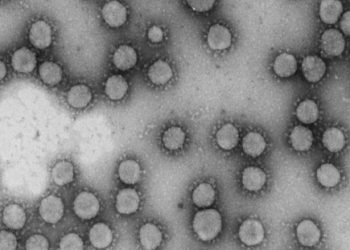 curiosidades-familia-virus-coronaviridae-marzo-2020