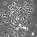 Investigadores del CSIC prueban fármacos usados contra el cáncer para frenar la infección por coronavirus
