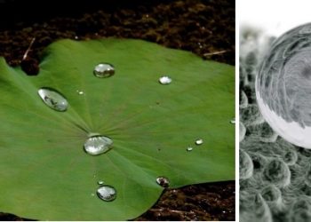 curiosidades-flor-de-loto-marmol-septiembre-2019