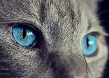 Curiosidades sobre los gatos