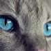 Curiosidades sobre los gatos