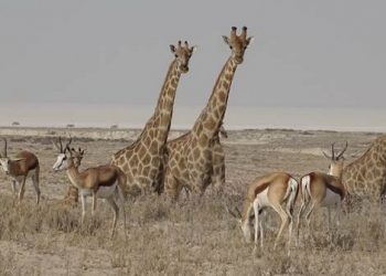 Un estudio liderado por el CSIC identifica un tipo de comunicación animal basado en franjas corporales