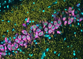 curiosidades-hipocampo-febrero-2019