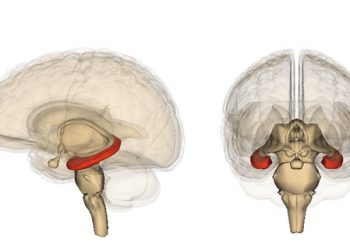 Un estudio nanoscópico del hipocampo humano consigue descifrar la organización de sus conexiones neuronales