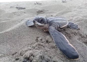 curiosidades-hongo-embriones-tortugas-julio-2019